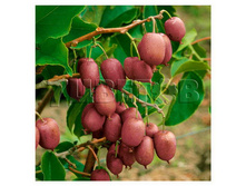 Actinidia arguta Purpurna Sadowa ��������� ������ ��������� ������� 2 ltr € 5,91 443,08�..jpg