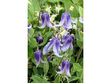 136,6���. �������� ������������(�������� ���� �� 2 ��., ����������� ����� 1��.).jpg