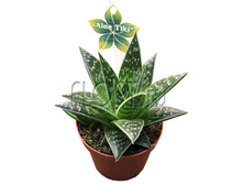 ���� ���� ���� 9�15. 268,8 ���.jpg