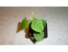 ����������� Double Lilarose  - 300  ���.