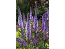 140,5���. ������������� �������(�������� ���� �� 1 ��., ����������� ����� 1��.).jpg