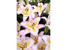 29,32���. ����� �������� ����(��� 5 ��. ���������� �� 2��.)���17.jpg