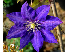 Clematis hybriden Daniel Deronda �������� ��������� ������� ������� 2 (������) 2 ltr € 6,57 492,58�..jpg