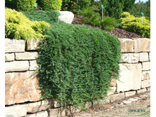 86,7���. ������������ Juniperus horizontalis Wiltonii_P9 12-15.jpg