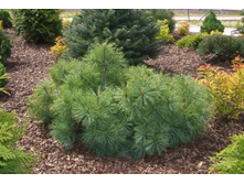 403,5���. ����� Pinus strobus Radiata (������ 1,5�)