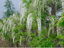 Wisteria floribunda Shiro-noda �������� ��������������� ����-���� 2 ltr € 7,77 582,58�..jpg