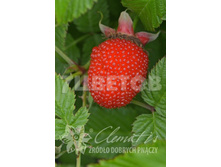 Rubus illecebrosus ������ ����������� 2 ltr € 5,80 435,21�..jpg