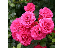Rosa groundcover Rody.jpg