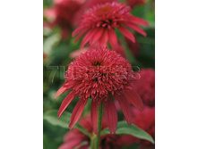 Echinacea DS Cranberry �������� ��������� € 2,59 189,07���..jpg