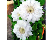 229���. �������� ���� ���������.jpg