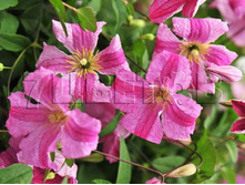 Clematis viticella Krakowiak �������� ���������� �������� 3 (�������) 2 ltr € 6,57 492,58�..jpg