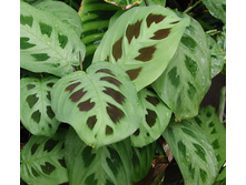 ������� (Maranta Kerchoveana) - 250- 300  ���.
