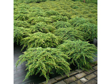 86,7���. ������������ Juniperus communis Repanda_P9 12-15.jpg