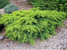 86,7���. ������������ Juniperus media Pfitzeriana Glauca.jpg