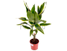 ������� ������ ����� 1���. 11�55. 184,8 ���.jpg