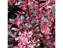 �������� �������� �������-137�.jpg