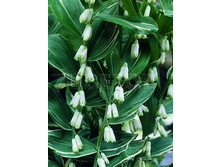 Polygonatum x hybr Striatum ������ ��������� �������� € 1,39 101,47���..jpg