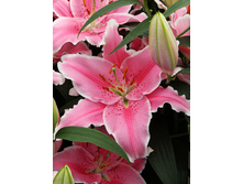 29,32���. ����� ���� ������(��� 5 ��. ���������� �� 2��.)���16.jpg