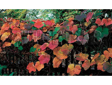 Vitis coignetiae �������� ������ 2 ltr € 8,20 615,21�..jpg