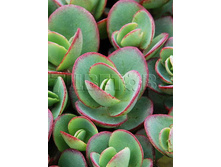 Sedum SunSparkler Lime Zinger ����� ����������� ���� ������ € 1,57 114,61���..jpg