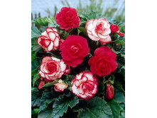 51,3���. ������� ���� №5(�������� ���� �� 2 ��., ����������� ����� 1��.).jpg