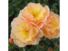 Rosa groundcover Amber Sun.jpg