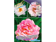 788,1���. ���� ����� �������(�������� ���� �� 1 ��., ����������� ����� 1��.).jpg