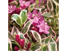 207���. ������� ����.jpg