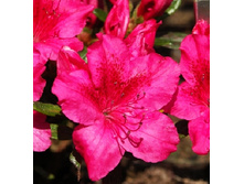 136���. ������ �������� ����� ������.jpg