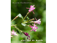 ������ ���� Piet van der Sande