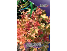 235,3���. ������� ��������(�������� ���� �� 1 ��., ����������� ����� 1��.).jpg