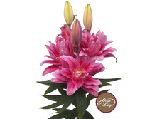 57,68���. ����� ROSELILY �������(�������� ���� �� 5 ��., ����������� ����� 1��.)���17.jpg