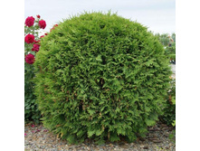 94,1���. ��� Thuja occidentalis Woodwardii_P9 20-25.jpg