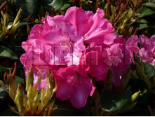 Rhododendron williamsianum Gartendirektor Glocker ����������� �������� �������������� ������ -22�C 5 ltr 25-30 € 16,37 1 228,05�..jpg