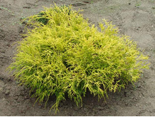 118,4���. ����������� Chamaecyparis pisifera Golden Mop_P10.5 r 10-15.jpg