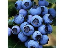 164���. �������� �������.jpg