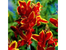 Canna Lucifer Red����� ������� € 0,84 61,32 ₽.jpg