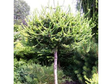 1480,6���. ����������� Larix decidua Kornik (120��)