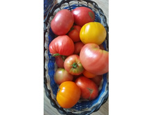 ����� ������ - ��������- ����� �������