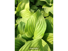 156,3���. ����� ������(�������� ���� �� 1 ��., ����������� ����� 1��.)���16.jpg