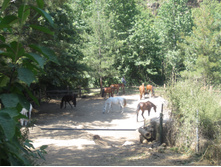 IMG 4121.JPG