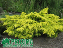 105,7���. ������������ Juniperus x pfitzeriana Carbery Gold.jpg