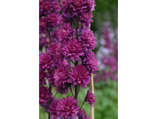 243,2���. ���������� HIGHLANDER ��������(�������� ���� �� 1 ��., ����������� ����� 1��.)���16.jpg