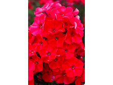 92,35���. ����� ���� ���(�������� ���� �� 2 ��., ����������� ����� 1��.)���17.jpg