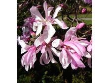 �������� ������� ������� �������-216.jpg