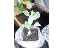 IMG 20161022 083312.jpg