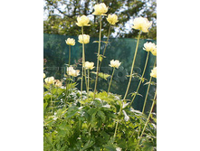 Trollius x cultorum Cheddar ���������� ���������� ������ € 1,65 120,45���..jpg