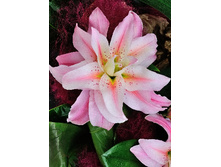 57,68���. ����� ROSELILY �������(�������� ���� �� 5 ��., ����������� ����� 1��.).jpg