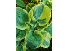 195,8���. ����� ������� ������������(�������� ���� �� 1 ��., ����������� ����� 1��.)���17.jpg