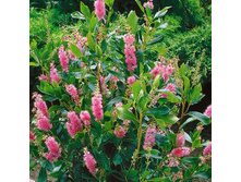 148���. ������ ������������ ���� �����.jpg